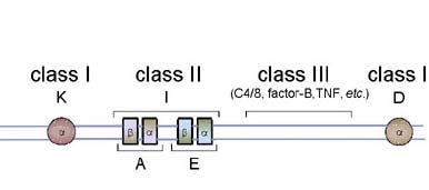 Zjednodušená génová mapa: komplex H 2 (17. chromozóm) - myš S L oblasti lokusy Génové produkty: Ag (MHC molekuly I. a II. tr.