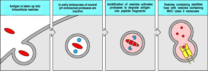 Priebeh prezentácie exogénneho Ag: Ag je zachytený APC (v prípade B bunky je to prostredníctvom špecifickej väzby s povrchovými Ig).