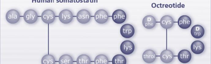 Εικόνα 2.3: Μόριο ενδογενούς Σωματοστατίνης και το συνθετικό ανάλογο Οκτρεοτίδιο. Εικόνα 2.