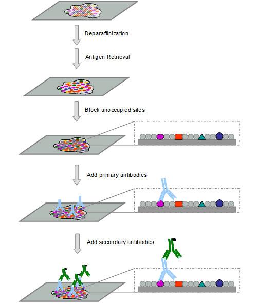 Διάγραμμα 3.1: α. Αποπαραφίνωση β. Αντιγονική αποκάλυψη γ. Δέσμευση των μη χρησιμοποιούμενων επιτόπων δ. Εφαρμογή αντισώματος (πρωτοταγή - δευτεροταγή).