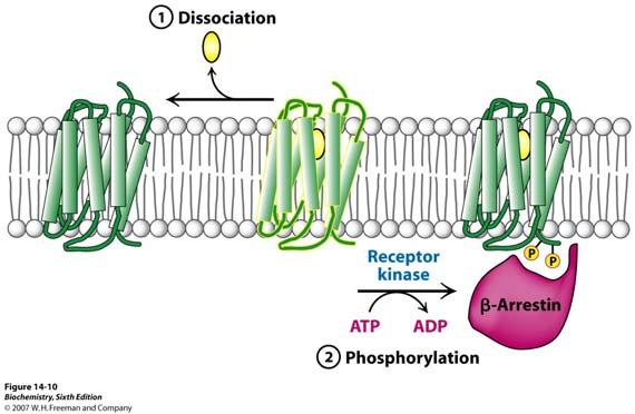 Načini zaustavljanja signalizacije (2) Disocijacijom liganda (adrenalina) s receptora