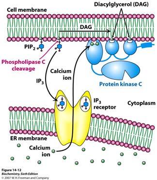 Shema prijenosa signala IP 3, Ca 2+ i DAG 7TM receptori koji imaju G αq ili G αo mogu aktivirati fosfolipazu C koja hidrolizira PIP 2 u IP 3 i diacilglicerol.