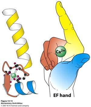 EF šaka nastaje iz slijeda sekvencija uzvojnica-petlja-uzvojnica (helix-loophelix).
