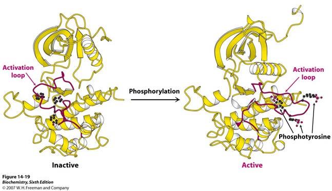 Fosforilacija tirozina pomoću tirozin kinaze Fosforilacija aktivira inzulinski receptor Aktivacijska petlja β podjedinice inzulinskog receptora prikazana je crvenom bojom.
