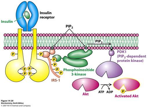 Provođenje inzulinskog signala Vezanjem inzulina za receptor dolazi do unakrsne fosforilacije svake β podjedinice i do aktivacije receptora.