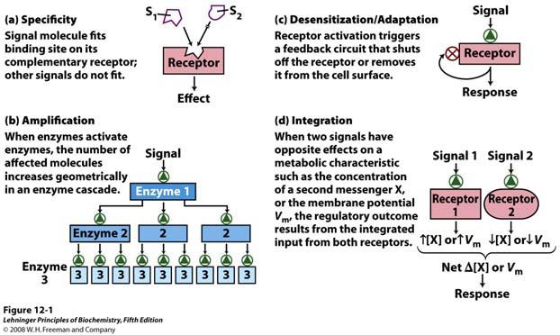 Osnovni princip prijenosa (provođenja) signala Vanjski signal najčešće reagira s receptorom na površini stanice.