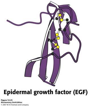 receptora) Struktura EGF = epidermalni faktor rasta Tri