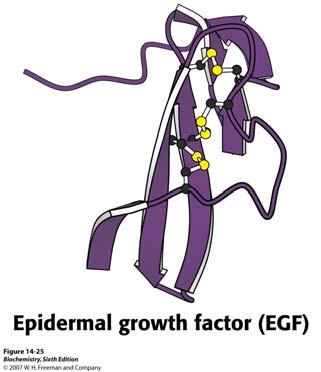 receptora) Struktura EGF = epidermalni faktor rasta Tri