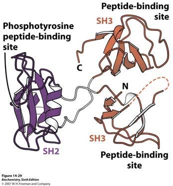 Fosforilirani tirozinski ostaci EGF receptora služe kao mjesta vezivanja SH2 domena ostalih proteina. Kaskada započinje vezanjem SH2 domene adaptorskih proteina (Grb-2) za fosfotirozine receptora.