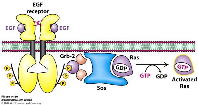 SH2 domena veže fosfotirozine receptora, a na SH3 domene vežu se prolinom bogate sekvencije drugih proteina, npr. Sos proteina. Mehanizam aktivacije Ras proteina.