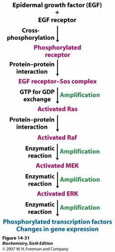 Signalizacija EGF. Naznačeni su ključni koraci nakon vezanja liganda za receptor.