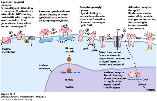 Šest osnovnih tipova provođenja signala Uobičajeni sekundarni glasnici GPCR (GPCR = G protein coupled receptors).