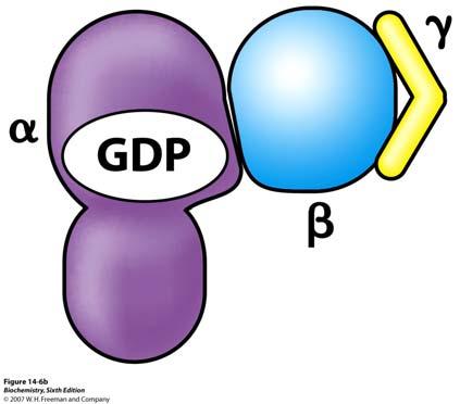 Shematski prikaz heterotrimernog inaktivnog oblika G- proteina G-proteini proteini koji vežu gvanilne nukleotide.