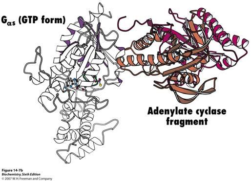 Struktura G α podjedinice s vezanim GTP u kontaktu s katalitičkom domenom adenilil ciklaze (prikazan je samo fragment katalitičke podjedinice acenilil ciklaze) sekvenca G α koja se veže za βγ dimer