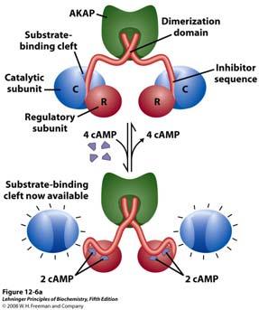 Aktivacija camp ovisne protein kinaze (PKA) 1. Kada je koncentracija camp niska, dvije identične regulacijske podjedinice (R, crveno) povezane su s dvije identične katalitičke podjedinice (C, plavo).