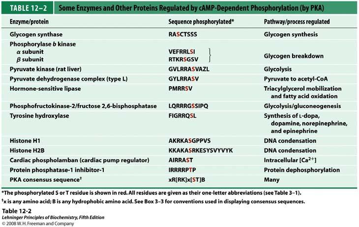 NH 2 -krajevi R podjedinica međusobno čine konformaciju koja omogućava stvaranje R 2 dimera i time mjesto vezivanja proteina za sidrenje A kinaze (A kinase anchoring protein = AKAP) ozačen zeleno. 2.