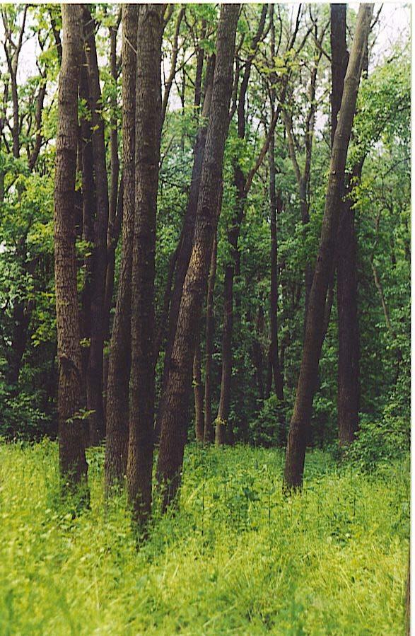 3. Rezervaţia forestieră şi botanică Hârboanca Pădurea Hârboanca este localizată pe versantul drept al văii Bârladului, în apropierea satului Brăhăşoaia şi reprezintă o insulă tipică din silvostepa