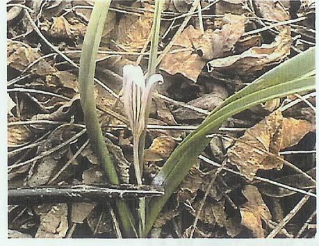 Rezervaţia botanică Movila lui Burcel, monumentul istoric constituie un important punct de atracţie turistică. Brânduşe - Crocus reticulatus Steven Ruscuţa - Adonis hibrida 6.