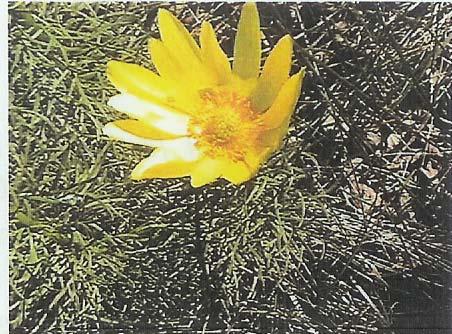 de sat se intinde un versant cu expoziţie vestică afectat puternic de eroziune şi alunecări, unde este identificată o suprafaţă de 6,0 ha numită Coasta rupturile.