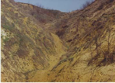 Rezervaţia Măluşteni privire în detaliu Monumente ale naturii ocrotite de lege (arbori seculari ) 1.