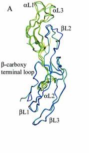 - 4 - הורמוני ההיפותאלמוס - GnRH הורמון המפתח של הרבייה אשר מופרש מההיפותלאמוס. זהו דקפפטיד (10 חומצות אמינו) אשר מופרש למערכת שער ופועל בהיפופיזה גורם לייצור והפרשה של גונדוטרופינים.