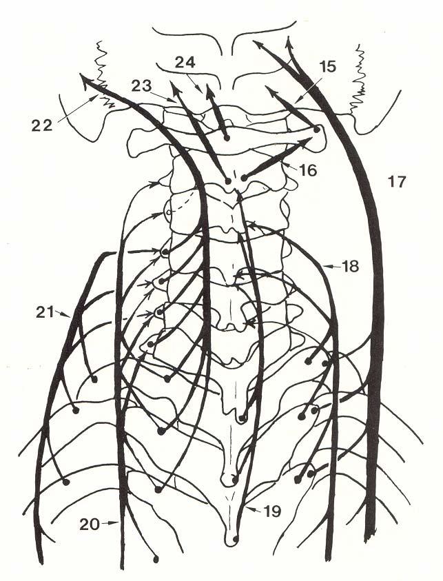 .Trapezius (cervical part) ( 13). Splenius cervicis (12). scapulae איור מס ' 5: סכמה של השרירים העמוקים בצוואר (לקוח מ- al., 1983 (Sherk et. Semispinalis capitis ( 17). Inferior oblique ( 16).
