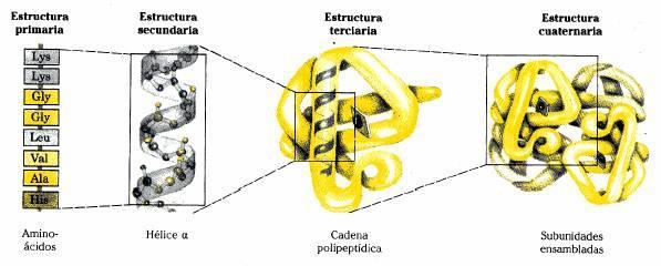 30. A figura amosa tódolos niveis estructurais das proteínas. a) Identifica e define cada unha das estructuras sinaladas na figura coas letras A,B,C e D. b) Que é a desnaturalñización das proteínas?