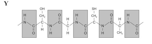 41. a) A que grupo de biomoléculas pertencen as estructuras X, Y, Z representadas na fi gura adxunta? b) Indica en cada caso os compoñentes moleculares que as forman.