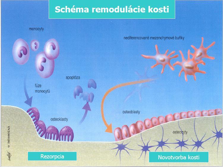 Bunky: Osteoblasty - kostná tvorba Osteoklasty kostná resorpcia Osteocyty zrelé kostné bunky,