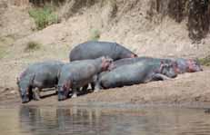 Vrijeme smo prikratili ispijajuêi domaêa piva i traæeêi lokalnu agenciju koja Êe nas odvesti na joπ jedan safari. Ovaj put smo izbor sveli na krater ugaslog vulkana Ngorongoro i jezero Manyara.