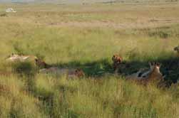 Drugi dan smo posjetili Ngorongoro. Ngorongoro je zapravo ugaπeni krater vulkana, formiran kad se vulkan ugasio prije mnogo milijuna godina.