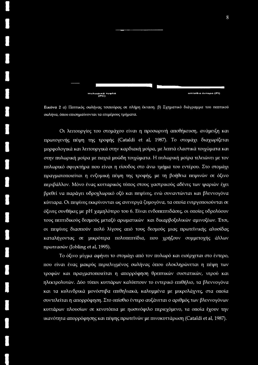Το στομάχι διαχωρίζεται μορφολογικά και λειτουργικά στην καρδιακή μοίρα, με λεπτά ελαστικά τοιχώματα και στην πυλωρική μοίρα με παχιά μυώδη τοιχώματα.
