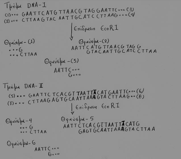 1.Στις θέσεις (Α),(Β),(Γ) και (Δ) που σας δίνονται στο σχήμα, που βρίσκεται το 5 άκρο των αλυσίδων και που το 3 άκρο ; 2.