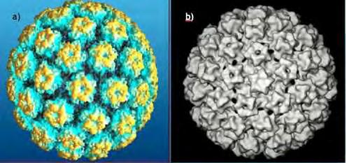 Εικόνα 2.2:Πλήρης δομή Τ=7 του καψιδίου του HPV. Διακρίνονται οι δομές των Hagensee et al 1994, University of Bristol staff 2004) L1 πενταμερών(m.