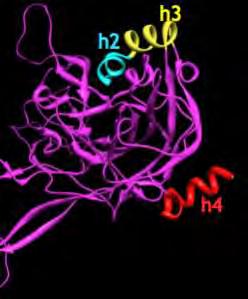 Εικόνα 2.3:(α) δομή την πρωτεΐνης L1(αριστερά).