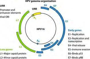 5: Oργάνωση του γενώματος των HPV σε γραμμική μορφή.