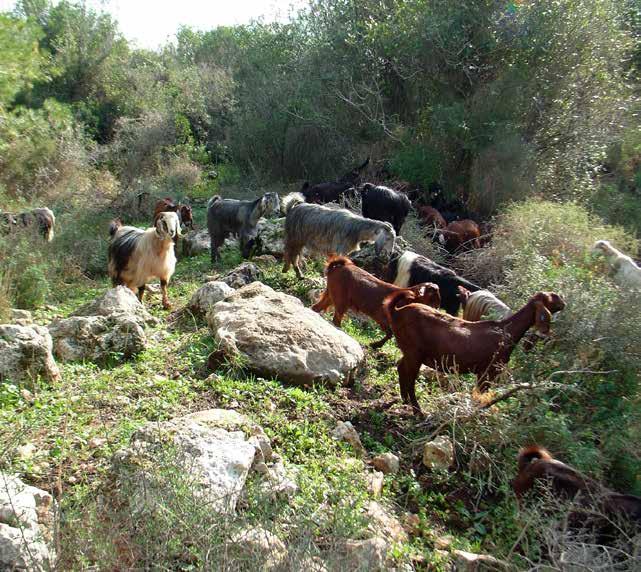 צילום: דובי זכאי של רעייה, השינוי בהרכב הצומח מהיר יחסית כבר בעוצמות רעייה נמוכות. באזורים גשומים הנתונים לרעייה בעוצמות נמוכות, יש יתרון לצמחים גבוהים, והם מהווים אחוז ניכר מחברת הצומח.