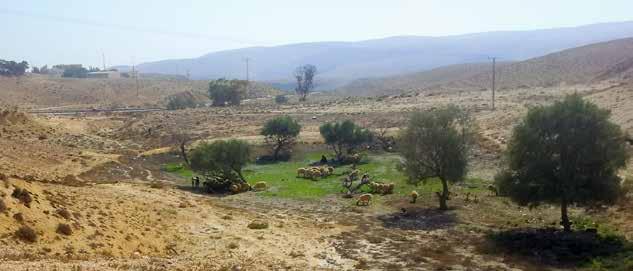 תמונה 2. רעיית צאן בלימן באזור המדבר צילום: צח גלסר של צומח עשבוני במשטחים אלה. כדי לפתור את הבעיה, הוחזר הצאן לשטחים אלה באופן מבוקר )פרבולוצקי, 1999(.