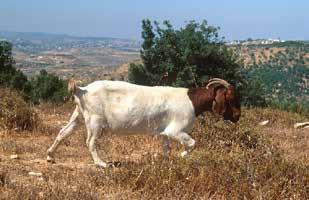 ,.)mavrogenis et עז הממבר )בלאדי( עז הממבר היא עז המשמשת לייצור של חלב ובשר כאחד, ומקורה בארצות מזרח הים התיכון. לעז זו כמה טיפוסים et( Zaitoun,)al.