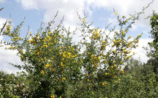 תמונה 5: שיח קידה שעירה בפריחה villosa( )Calicotome צילום: שגיא שגיב ניטור מלווה לתכנית הרעייה הניטור או המעקב המלווה את רעיית העיזים ברמת הנדיב הוא רציף ומובנה, והוא מהווה חלק בלתי נפרד מתכנית