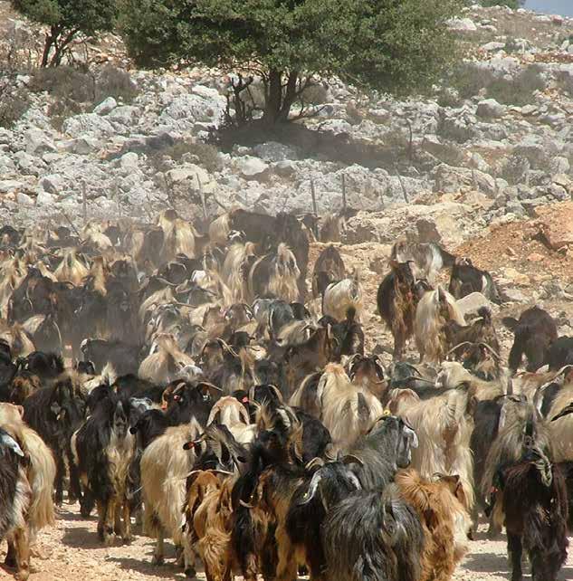 מעודדת כניסה של מינים לא רצויים לשטח? איזה נוף ייווצר בשטח שעבר רעייה אינטנסיבית? האם הוא רצוי ולמי?