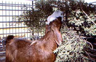 תמונה 8: אלת המסטיק lentiscus( )Pistacia תמונה 7: הגשת ענפי שיחים בתא הניסוי תמונה 9: בר-זית בינוני latifolia( )Phillyrea צילום: אייל ברטוב מחציר ומתערובת, נמצא כי השיטה מאפשרת להגיע לדיוק של =0.