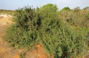 F-NIRS שיטה זו אפשרה גם לקבוע את כמות התערובת שאכלה כל עז בדיוק ובמהימנות רבים מאוד.