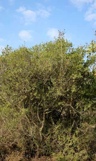 F-NIRS בהמשך לחמשת מחזורי הניסוי הראשונים, בוצעו ארבעה מחזורים נוספים שהוגשו בהם מנות מורכבות יותר שכללו מין שיח יחיד )אלת המסטיק( )תמונה 8( ותערובת.