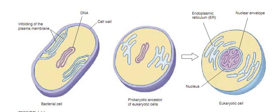 Biosintetski procesi na ER-u i GA-u i mehanizmi