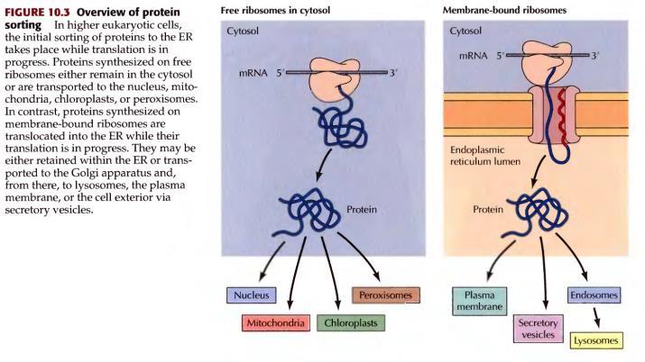 Funkcije grer Sineteza proteina npr.