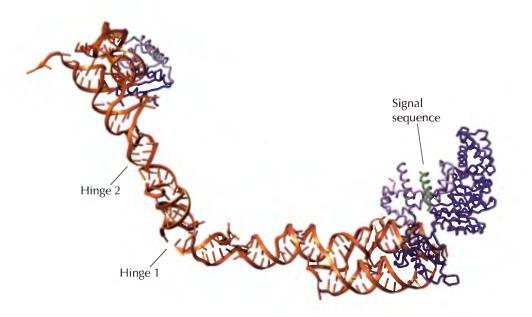 k. Mesto delovanja signalne peptidaze Čestica za prepoznavanje signala (engl.