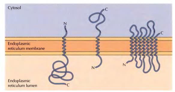 Ugrađivanje proteina u membranu ER-a Proteini plazmine membrane ili membrana odeljaka ER GA plazmina membrana ili endozom Uvek se transportuju kao deo membrane Integralni membranski proteini su u