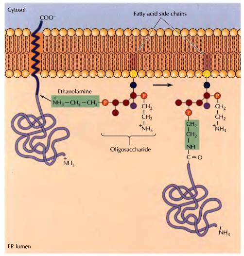 nalazi u obliku (-SH) protein-disulfid-izomeraza. Glikozilacija se odvija na bočnim lancima asparagina (N-glikolizacija). Oligosaharad se sintetiše na lipidnom nosaču (dolikolu) u membrani.