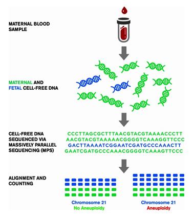 Μη επεμβατικός προγεννητικός έλεγχος (NIPT) με τη χρήση NGS Απομόνωση DNA από το αίμα της μητέρας (cffdna και μητρικό DNA) Αλληλούχιση με τη χρήση NGS Βιοπληροφορική ανάλυση: -